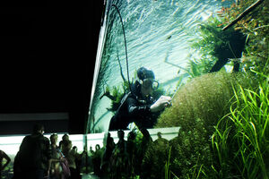 Este mergulho para aparar as espécies da exposição pode ser visto duas vezes por mês