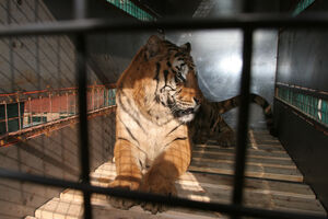 Último tigre de circo de Portugal entregue a santuário espanhol