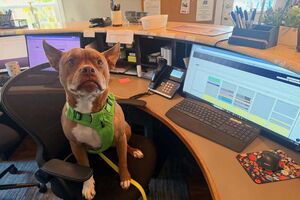 Este pitbull tornou-se viral por ter comportamentos de... gato. Conheça a história de Ulysses