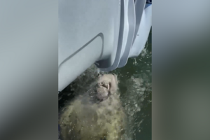 Manatim surpreende polícia ao aproximar-se de barco para “beber água” nos EUA 