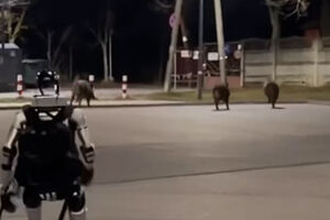 Robô humanoide persegue javalis na Polónia e torna-se viral