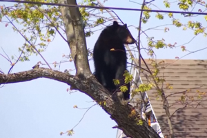 Polícia resgata urso preso numa árvore em Nova Iorque 