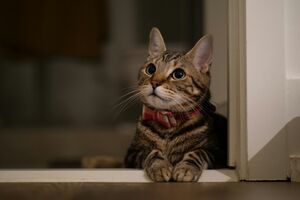 Criação de gatos e cães na UE interdita a consanguinidade