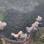 Forças de Defesa de Israel divulgam imagens de ataques no sul do Líbano