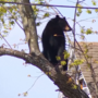 Polícia resgata urso preso numa árvore em Nova Iorque 