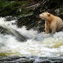 Uma verdadeira aparição! Foram captadas imagens do urso mais raro do mundo