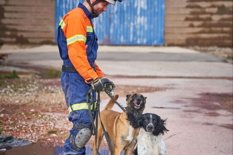 Parabéns, Billy e Betsy! Estes dois patudos são os novos cães de salvamento dos Bombeiros Sapadores de Lisboa