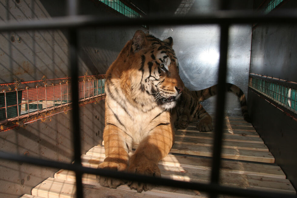 Último tigre de circo de Portugal entregue a santuário espanhol