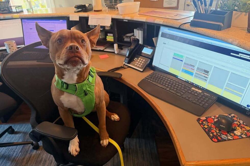 Este pitbull tornou-se viral por ter comportamentos de... gato. Conheça a história de Ulysses