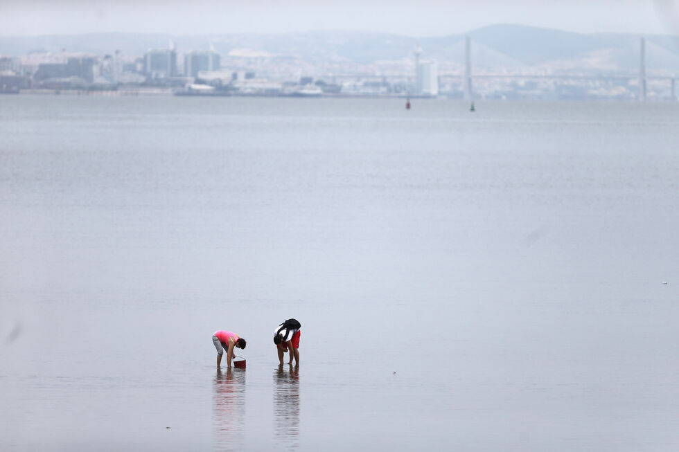 População local na apanha da ameijoa japónica no rio Tejo 