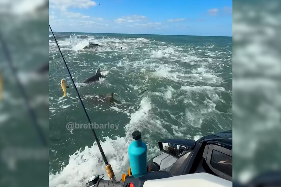 Pescador fica cercado por tubarões nos EUA  