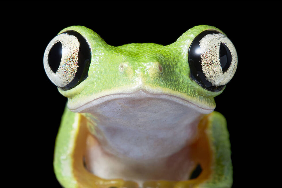 "Emoções em Perigo". Fotógrafo internacional traz a Lisboa retratos de espécies à beira da extinção