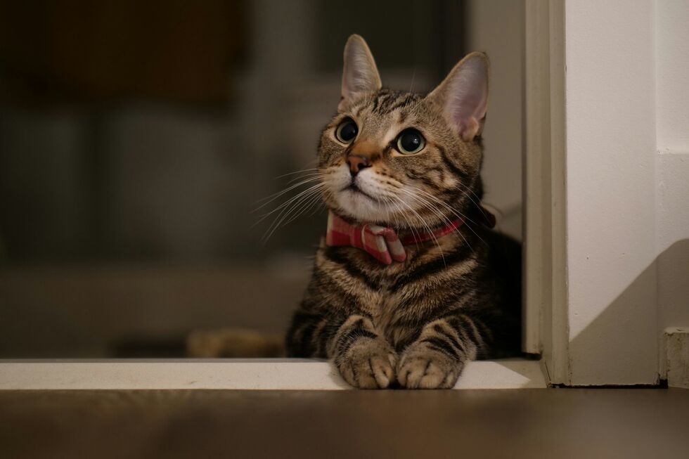 Criação de gatos e cães na UE interdita a consanguinidade