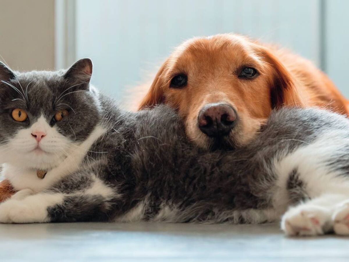 Seguros para cães e gatos: guia para escolher o melhor para si