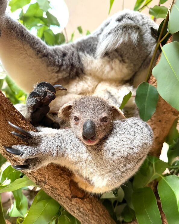 Koala e órix-de-cimitarra celebram 142 anos do Zoo de Lisboa