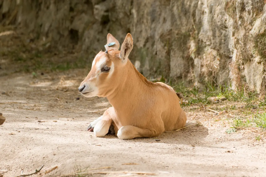Órix-de-cimitarra, cria de espécie em risco, junta-se às celebrações do Zoo de Lisboa
