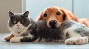 <![CDATA[ Saiba como ajudar os seus animais a enfrentar a ansiedade ]]>
