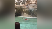 <![CDATA[ Turista entra na Fontana di Trevi para se refrescar em Roma ]]>