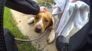 <![CDATA[ Cadela é resgatada após ficar presa num lago em campo de golfe nos EUA ]]>