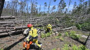<![CDATA[ GNR sinalizou mais de 11.800 terrenos por limpar e deteve 109 pessoas ]]>