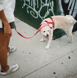 Cidade italiana vai multar os tutores de cães que não limparem o xixi dos animais