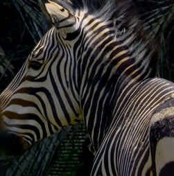 O jardim zoológico de Nova Orleães recebe, pela primeira vez, as zebras-da-montanha-de-Hartmann
