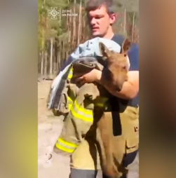 O momento emocionante em que bombeiros resgatam alce bebé durante incêndio em Chernobyl