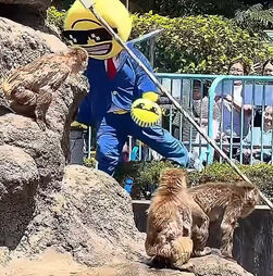 Dispostos a tudo por visualizações: influencer invade recinto do pequeno Punch e acaba detido