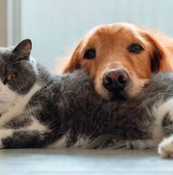 Seguros para cães e gatos: guia para escolher o melhor para si