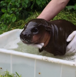 Hipopótamo bebé toma primeiro banho ao ar livre no Zoo de Berlim