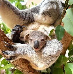 Zoo de Lisboa celebra 142 anos com dois novos moradores muito especiais