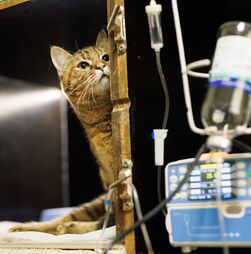 'Não conseguimos continuar'. Associação dos Animais de Lisboa pede ajuda urgente após morte de 11 gatos