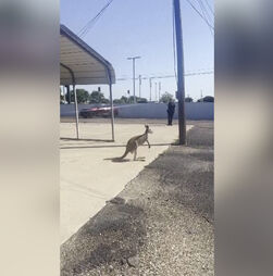 O momento em que canguru à solta no Texas acaba capturado pela polícia