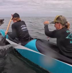 O momento em que leão-marinho salta para cima de canoa durante corrida na Califórnia