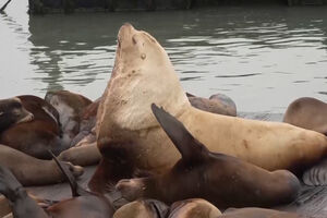 Leão-marinho gigante invade cais e vira estrela em São Francisco
