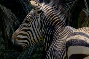 O jardim zoológico de Nova Orleães recebe, pela primeira vez, as zebras-da-montanha-de-Hartmann