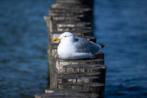 Uma gaivota descansa ao sol na praia do Mar Báltico, em Graal-Müritz.