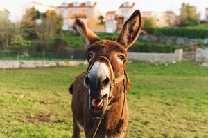 Teimosos? Nem por isso! Neste Dia do Burro temos 7 curiosidades sobre estes animais que o vão surpreender