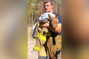 O momento emocionante em que bombeiros resgatam alce bebé durante incêndio em Chernobyl