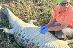 Anel encontrado dentro de crocodilo levou autoridades a associar os restos mortais a Gabriel Batista