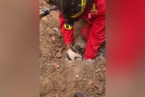 Bombeiros resgatam cabrita presa em tubo subterrâneo em Itália