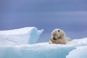 Existem mais ursos polares no arquipélago de Svalbard do que pessoas