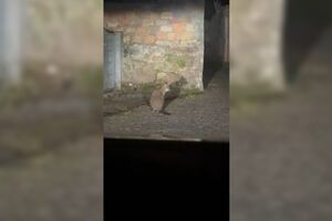 Continuam as buscas pelo Canguru desaparecido em Viana do Castelo 