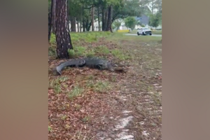 Autoridades capturam crocodilo com mais de três metros junto a zona residencial na Carolina do Norte