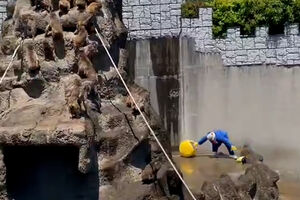 Homem mascarado invade jaula dos macacos em zoo no Japão 
