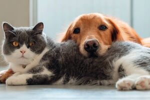 Seguros para cães e gatos