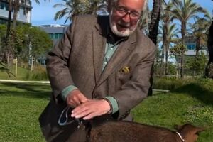 Isaltino promete levar cabra "para comer as ervas" que a Insfraestruturas de Portugal não limpa na Marginal