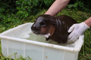 Hipopótamo bebé toma primeiro banho ao ar livre no Zoo de Berlim