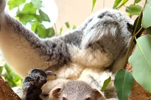 Koala e órix-de-cimitarra celebram 142 anos do Zoo de Lisboa