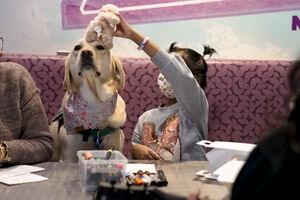 Cães terapeutas ajudam crianças internadas a enfrentar tratamentos hospitalares